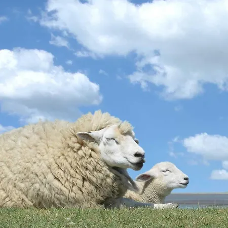 Laserich Διαμέρισμα *